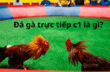 Đá gà c1 - Trực tiếp từ đấu trường